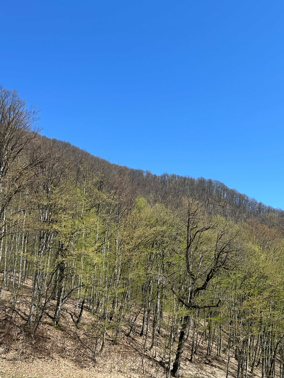 Гостиница Горный хрусталь Красная Поляна-179