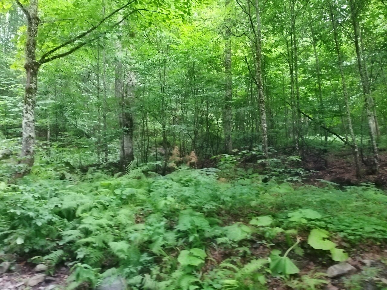 Гостиница Горный хрусталь Красная Поляна-126