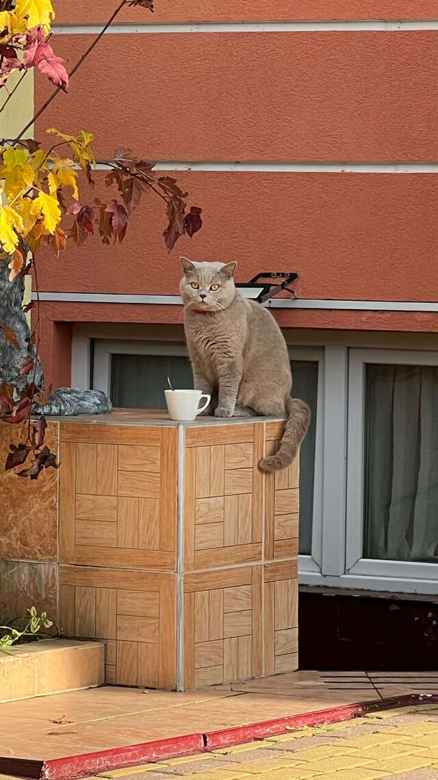 Гостиница Горный хрусталь Красная Поляна-119