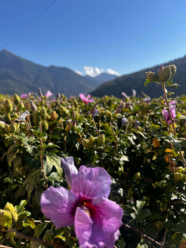Гостиница Горный хрусталь Красная Поляна-100